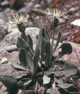 Centaurea pindicola