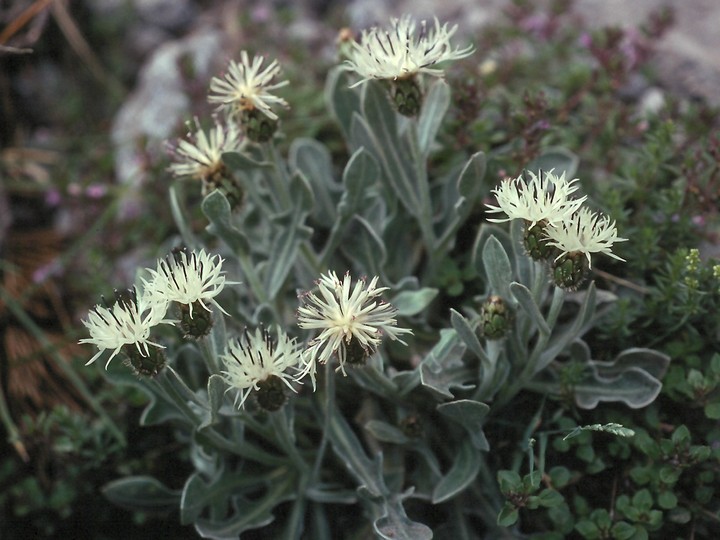 Centaurea pindicola