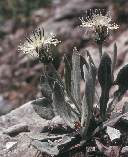 Centaurea pindicola