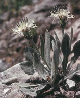 Centaurea pindicola