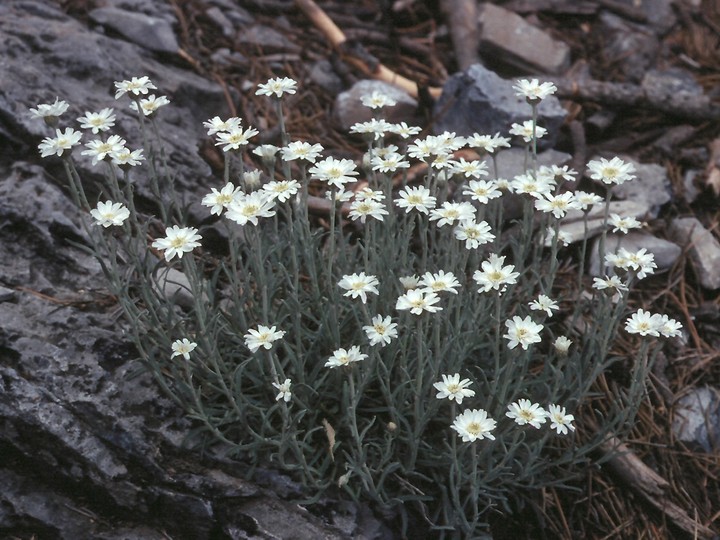 Achillea ageratifolia