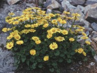 Doronicum columnae