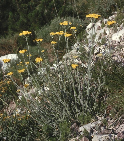 Achillea holosericea