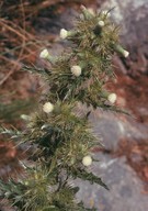 Cirsium candelabrum