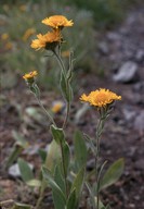 Inula oculus-christi