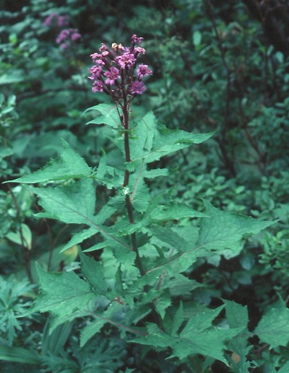 Cicerbita alpina