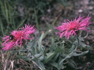 Centaurea uniflora