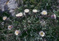 Erigeron uniflorus