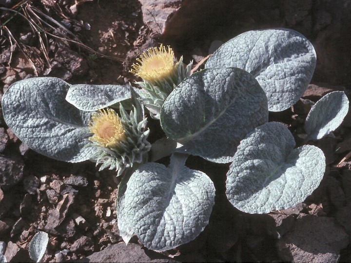 Berardia subacaulis