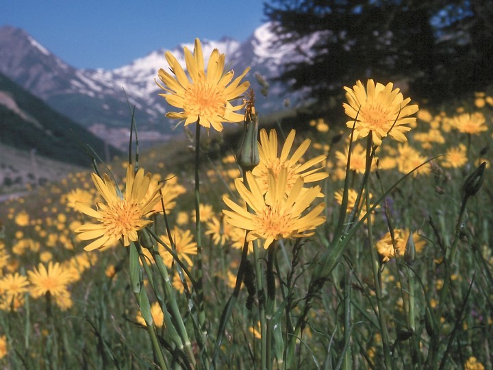 Tragopogon pratensis