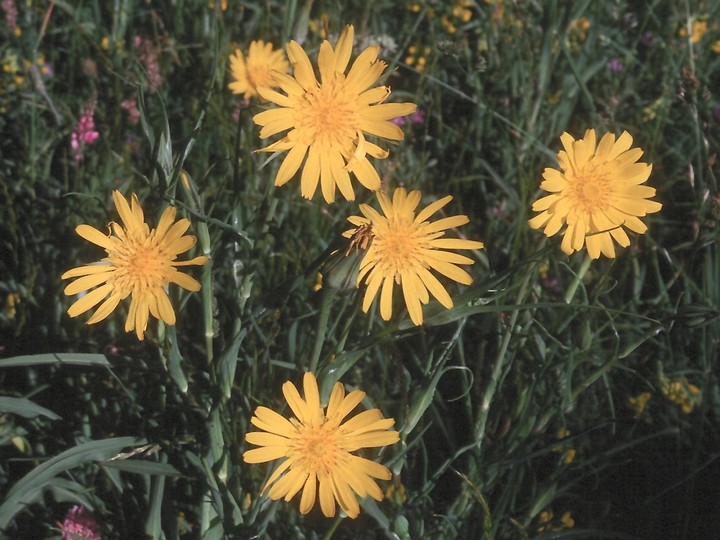 Tragopogon pratensis