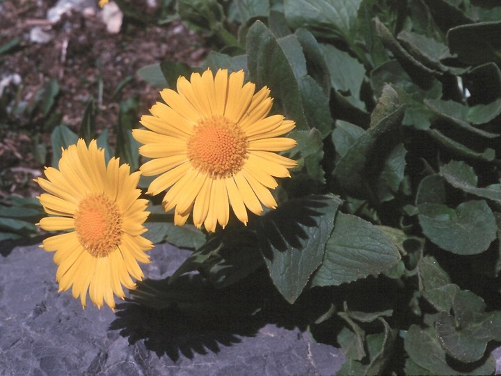 Doronicum grandiflorum