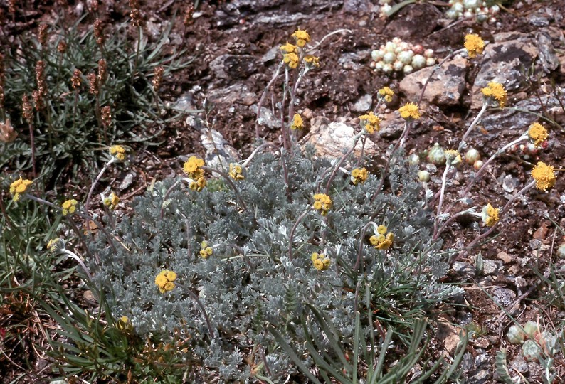 Artemisia glacialis