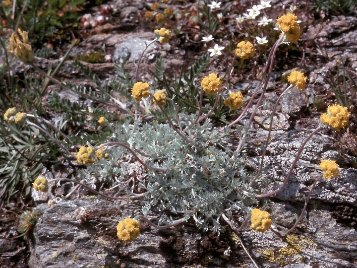 Artemisia glacialis