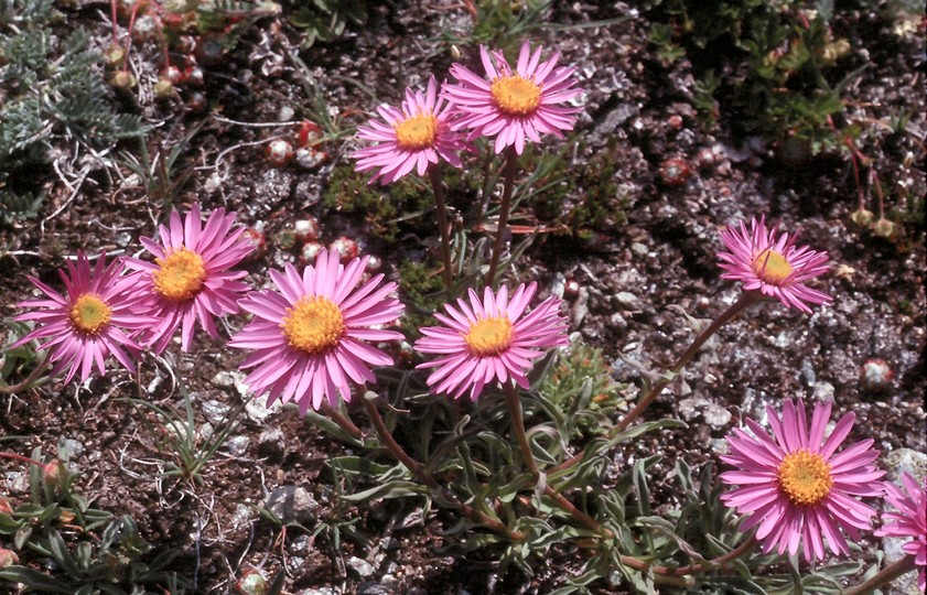 Aster alpinus