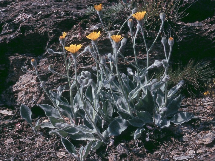 Hieracium lanatum