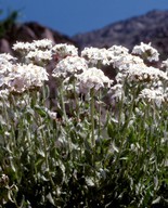 Achillea morisiana