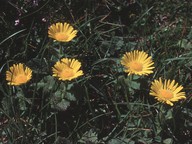 Doronicum carpaticum