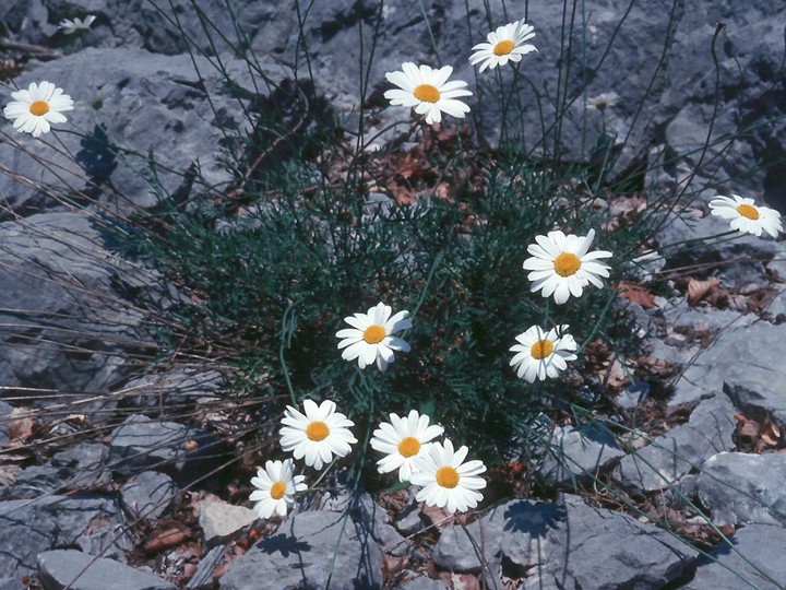 Leucanthemum chloroticum?