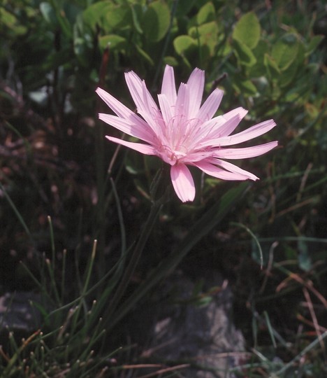 Scorzonera purpurea