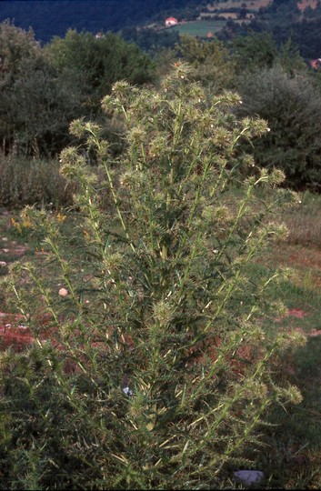 Cirsium candelabrum