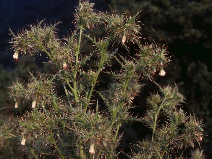 Cirsium candelabrum