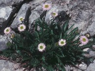 Erigeron alpinus