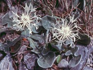 Centaurea pindicola