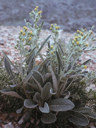 Senecio thapsoides