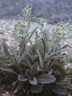 Senecio thapsoides