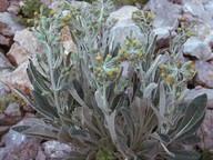 Senecio thapsoides