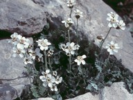 Achillea umbellata