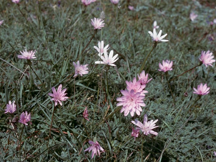 Scorzonera purpurea