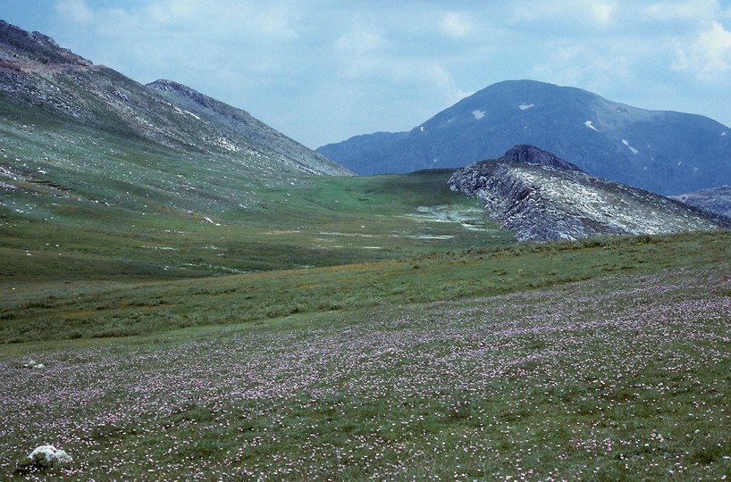 Scorzonera purpurea