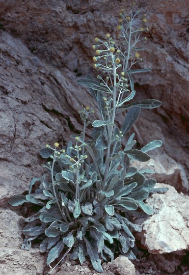 Senecio thapsoides