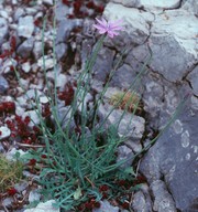 Lactuca graeca