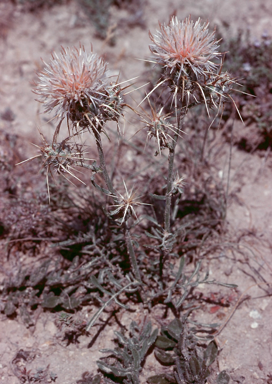 Centaurea pseudoreflexa