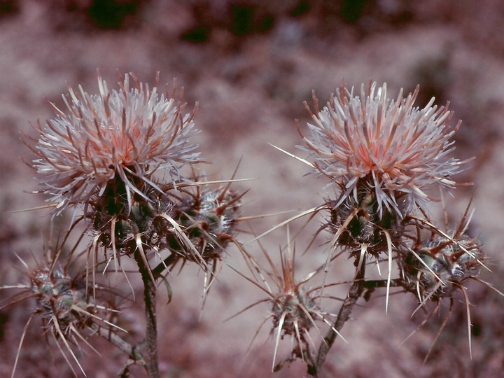 Centaurea pseudoreflexa