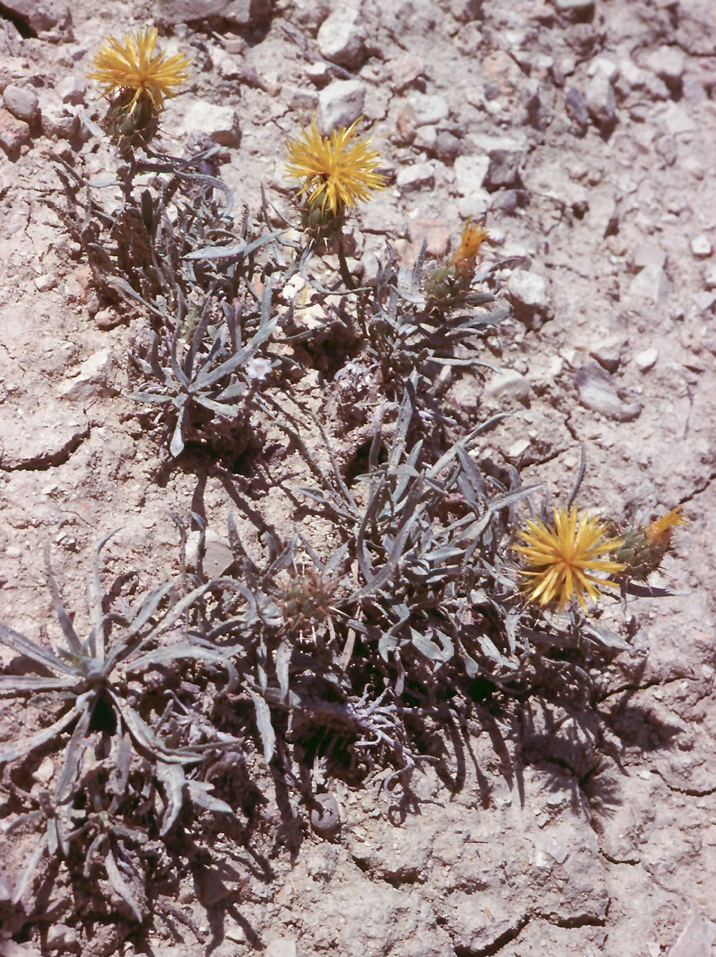 Centaurea sp.4