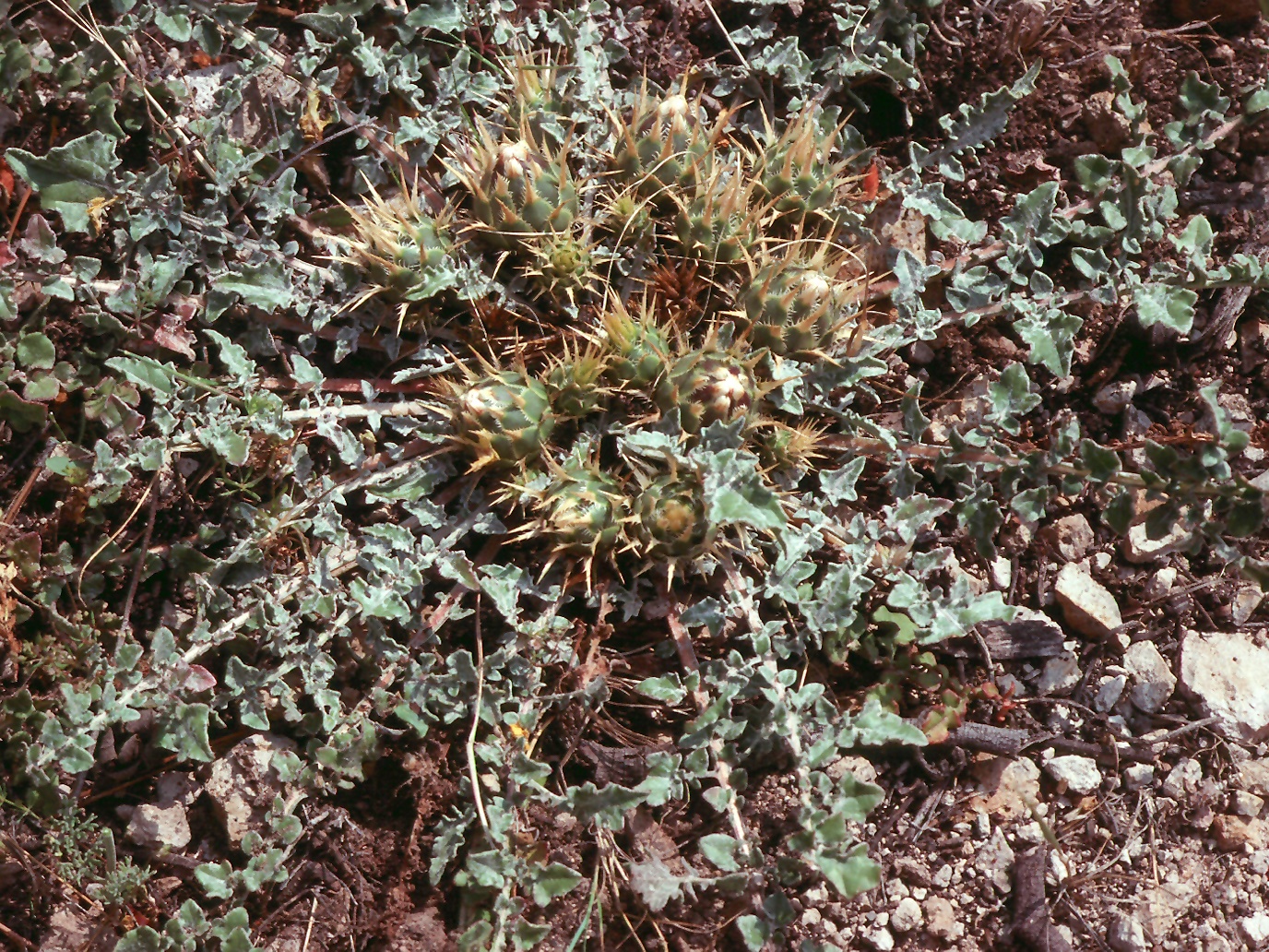 Centaurea sp.5