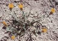 Centaurea sp.3