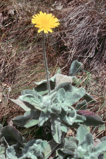 Hieracium bornmuelleri