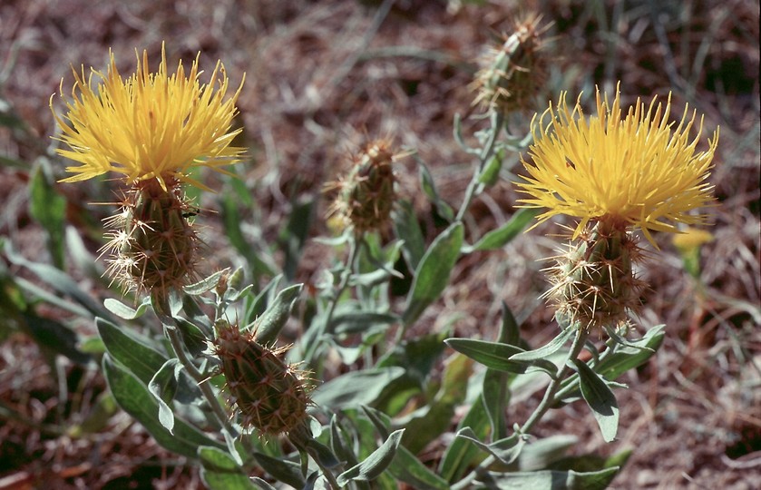 Centaurea drabifolia?