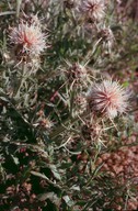 Centaurea pseudoreflexa