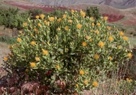 Centaurea albonitensis?