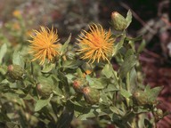 Centaurea albonitensis?