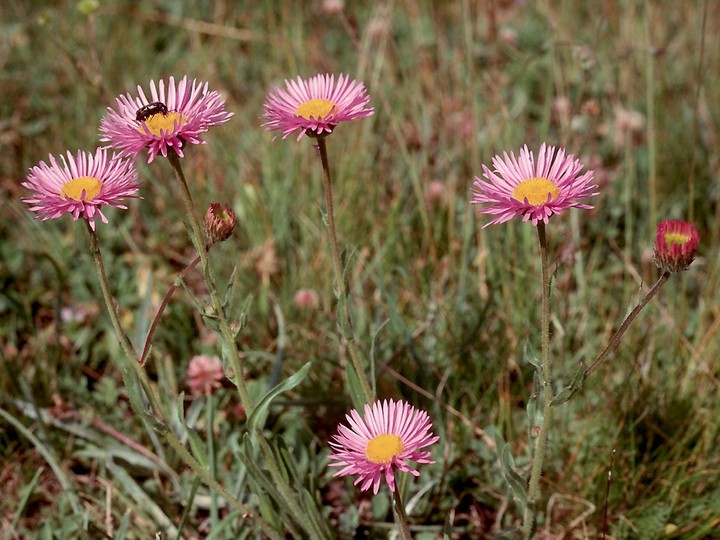 Aster alpinus