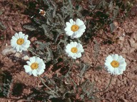 Anthemis sp.