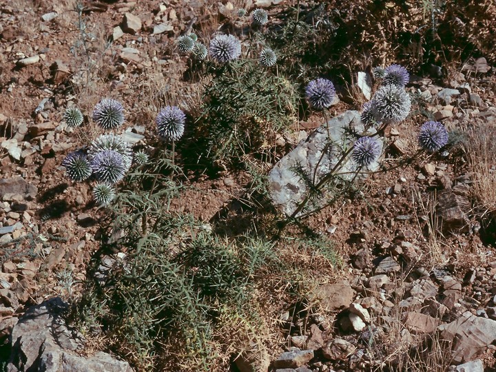 Echinops sp. 1