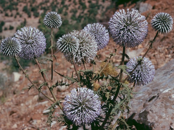 Echinops sp. 1